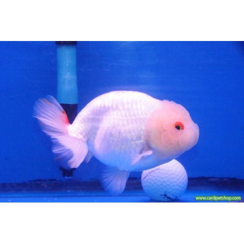 Japon baligi  Ranchu Full Beyaz 1 Ad 4-5 Cm