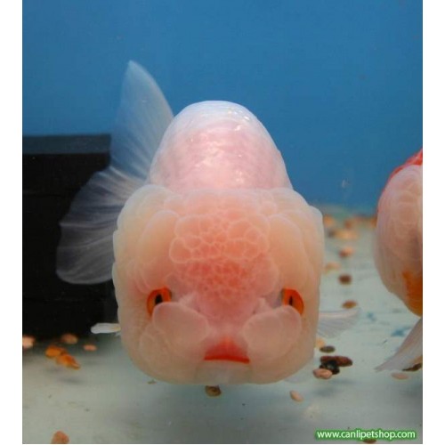 Japon baligi  Ranchu Full Beyaz 1 Ad 4-5 Cm