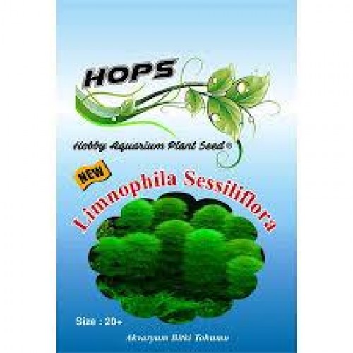 HOPS CANLI BİTKİ TOHUMU SESSİLİFLORA