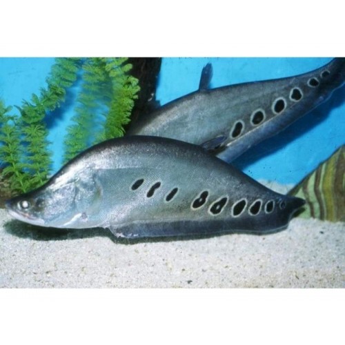 Bıçak Balığı (Clown Knife Fish) 1 Adet 7-9 Cm her cinsle yaşar