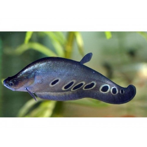 Bıçak Balığı (Clown Knife Fish) 1 Adet (L)