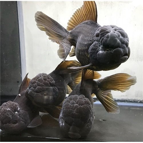 Japon Balığı Siyah Oranda 1 Adet 7-8  Cm