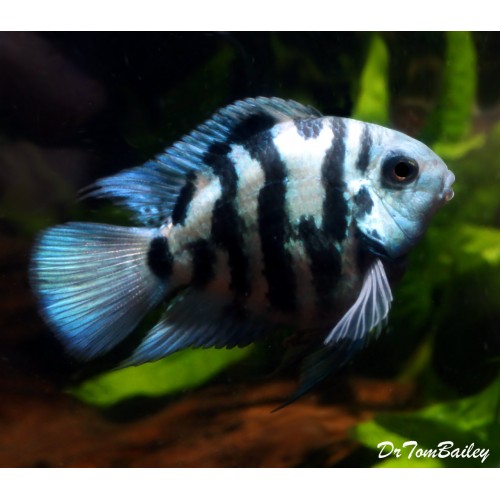 Mavi Balon Zebra Ciklet 1 Ad 5-6 Cm 
