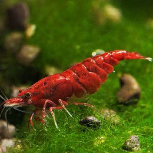Bloody Mary Karides 1 Adet Anaç 1,5-2 Cm