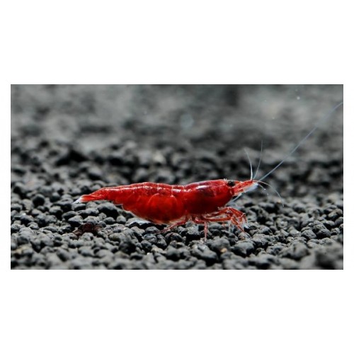 Bloody Mary Karides 1 Adet Anaç 1,5-2 Cm