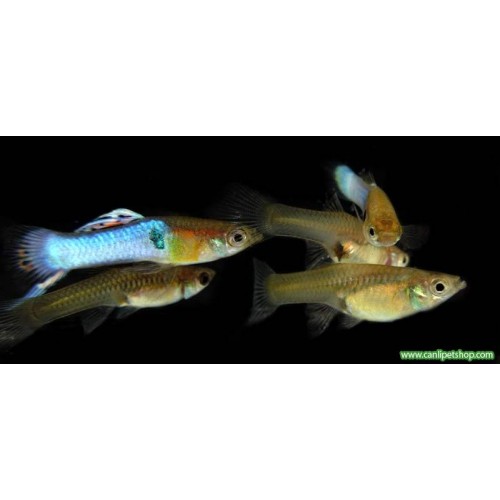 Endler Blue 3 Adet 2-4 Cm 1 Erkek 2 Dişi