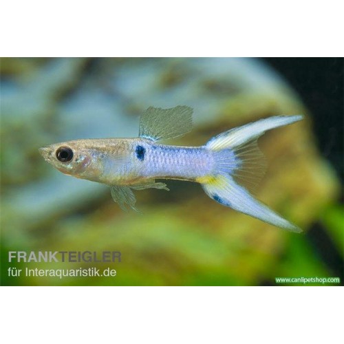 Endler Blue  1 Adet 2-4 Cm