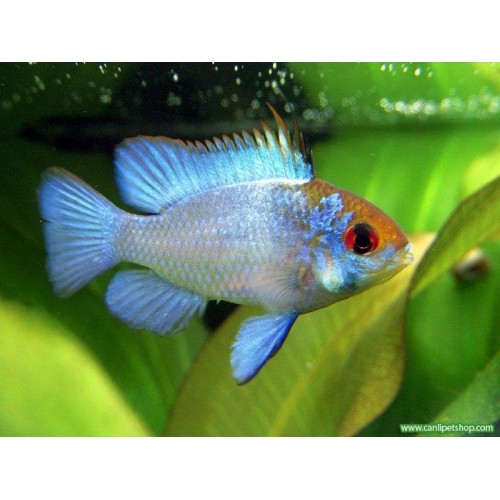 Ramirezi Elektrik Blue Ciklet 1 Ad 3-4 Cm