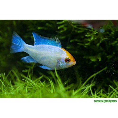 Ramirezi Elektrik Blue Ciklet 1 Ad 3-4 Cm