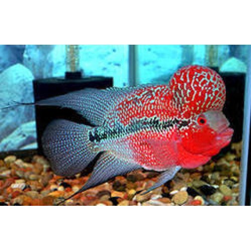 .Flower Horn Ciklet short body red dragon Evcil Balık 2 Ad 6-8 Cm