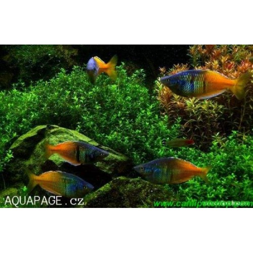 Gökkuşağı (Boesemani Rainbow ) 1 Ad 4-6 Cm