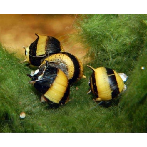 Nerite Sun Snail Boynuzlu Salyangoz (Yosun Canavarı) 1 Adet