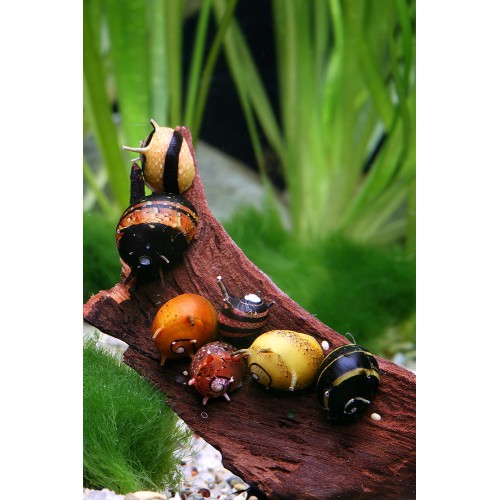 Nerite Sun Snail Boynuzlu Salyangoz (Yosun Canavarı) 1 Adet