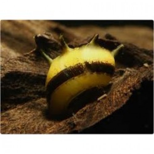 Nerite Salyangoz Boynuzlu 1 Adet Mercimek Boyutunda