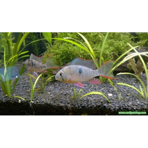 Ramirezi Bolivya Ciklet 1 Ad 3-4 Cm