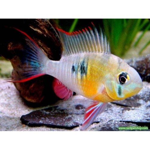 Ramirezi Bolivya Ciklet 1 Ad 3-4 Cm
