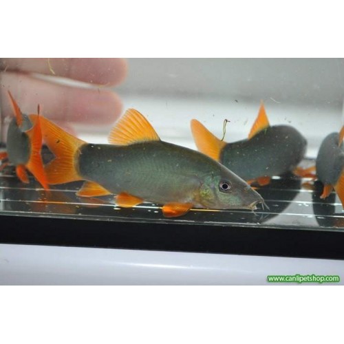 Botia Modesta 1 Adet 7-9 Cm