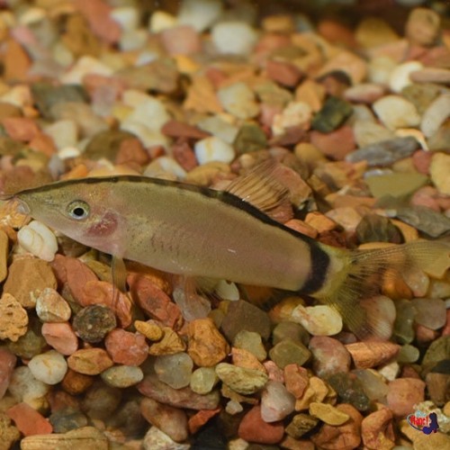 Botia Skunk 1 Adet 8-10 Cm