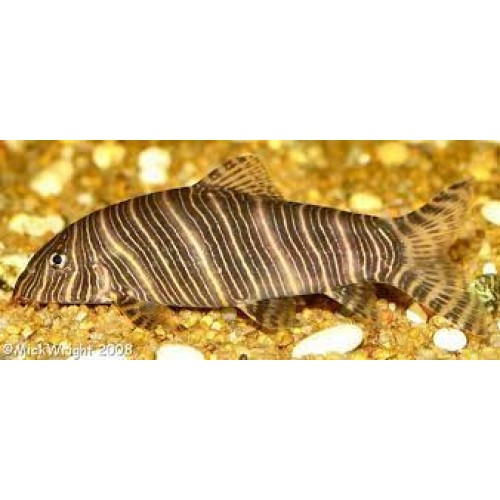 Botia Zebra 1 Adet 7-9 Cm