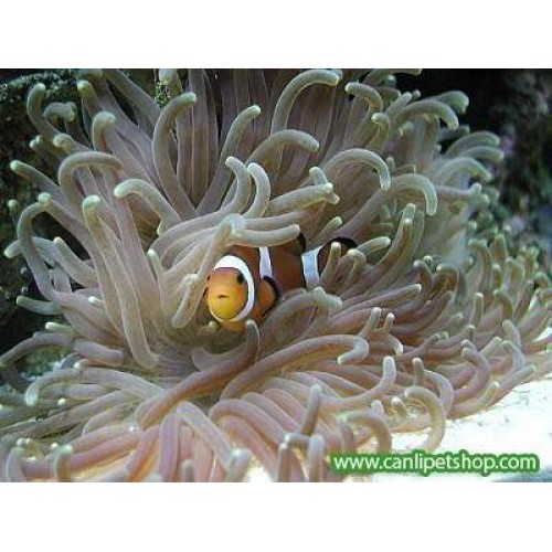Anemones ( macrodactyla doreensis) Tuzlusu Canlısı