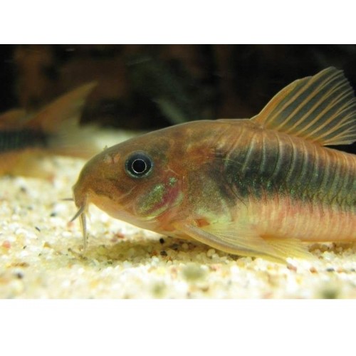 Çöpçü Bronz 1 Adet 2-3 Cm