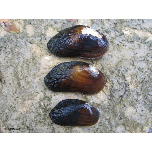 Nadir Tür Bronz Mari Tatlısu Midyesi 1 Adet 3-5 Cm