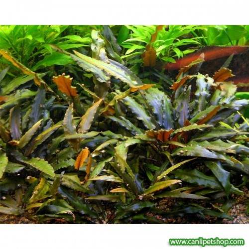 Cryptocoryne wendtii brown 1 Ad Birinci Sınıf (Yetişkin) 15-20 Cm