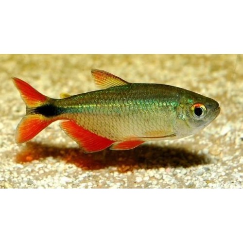 Tetra Buenos Aires 5 Ad 2-3 Cm (2 Erkek + 3 Dişi) 