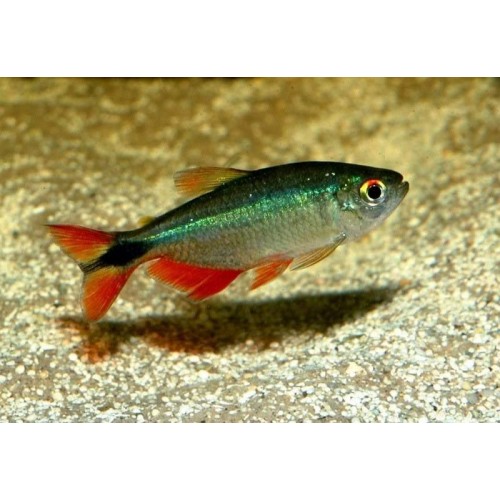 Tetra Buenos Aires 10 Ad 3-5 Cm Sürü Balığı Uyumlu Tür
