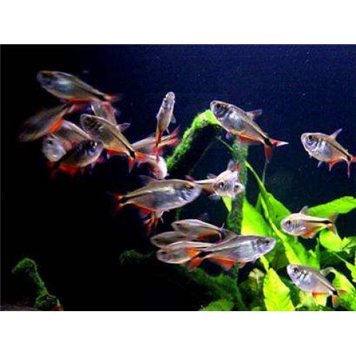 Tetra Buenos Aires 10 Ad 3-5 Cm Sürü Balığı Uyumlu Tür