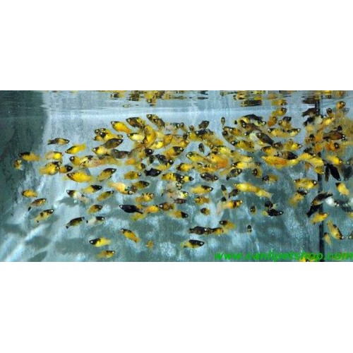 Bumble Bee Plati 1 Ad