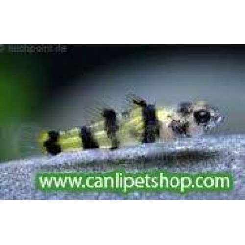 Bumble Bee (Şeffaf Siyah) 1 Adet