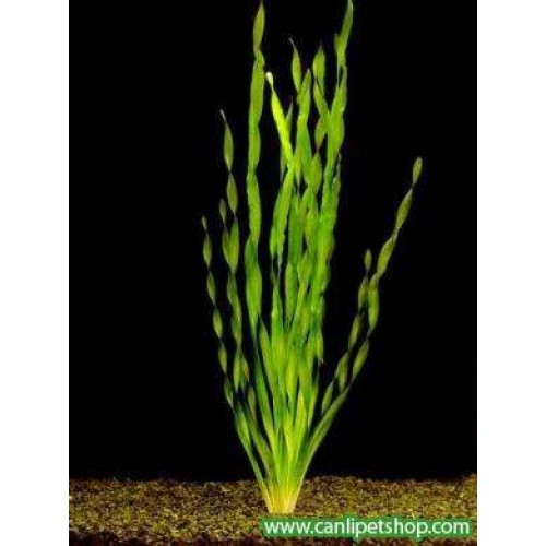 Vallisneria Spiralis (Sipiral Saz) 3 Kök