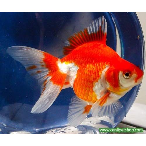 Japon Balığı Büyük Boy 15-20 Cm