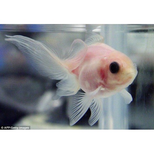 Japon Balığı BLACK EYE 10 ADET 4-5 CM