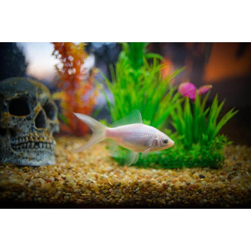 Japon Balığı FULL WHİTE 1 ADET 4-5 CM
