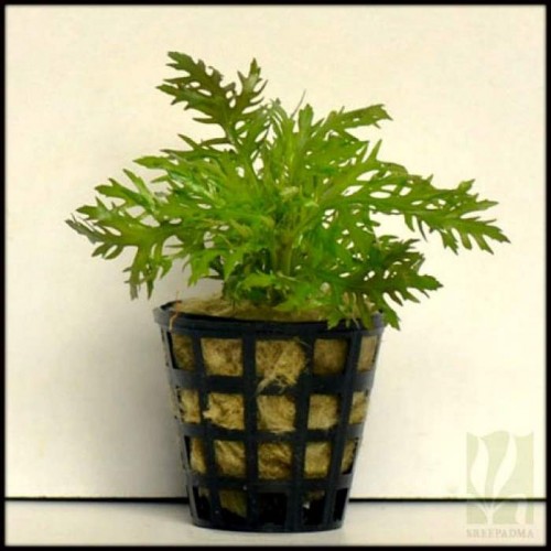 .Hygrophila difformis (Çınar) 5 kök 1 Saksı