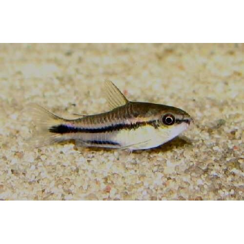 Sipariş Çöpçü Pigme 1 Adet 1-2  Cm