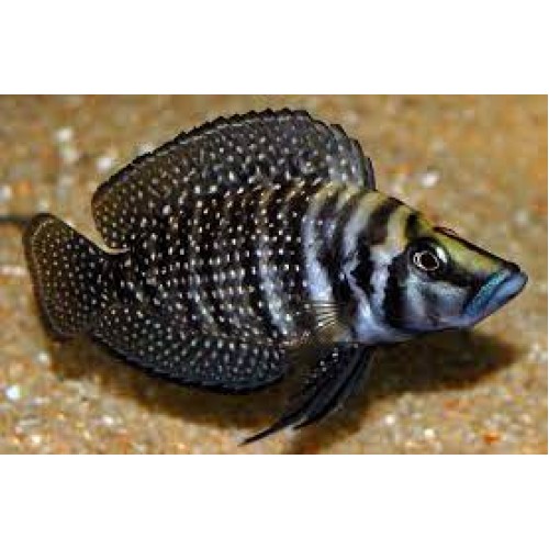 calvus ciklet 1 Ad 3- 4 Cm (gold head)
