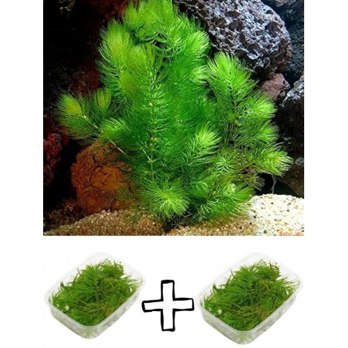 Ceratophyllum demersum (Çam) 2 kap