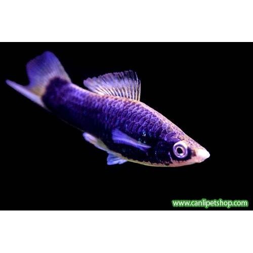 Kılıç Kuyruk Balığı CamGöz 1 Adet 3-5 Cm
