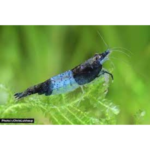 Rili Karides Karbon 4 Ad 1-1.2 Cm