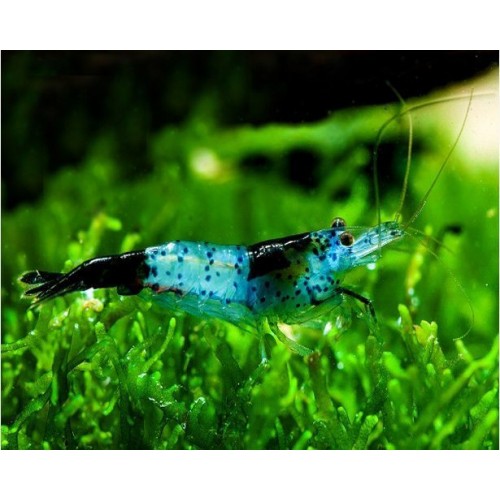 Rili Karides Karbon 1 Ad 1-2 Cm