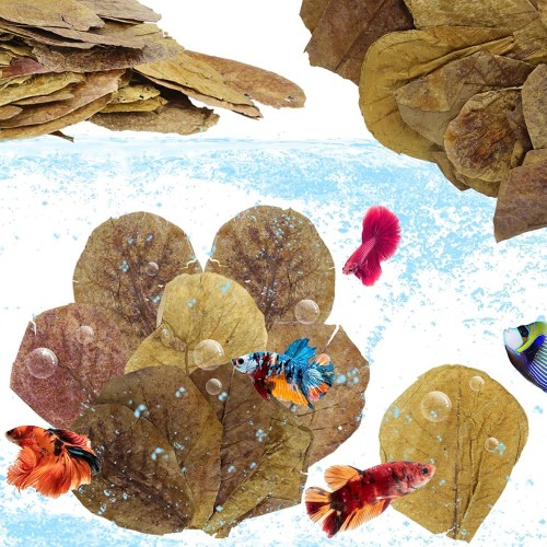 Y-Catappa Yaprağı 15-17 Cm Dev Boy Su düzenleyici ve Karides Yemi 1 Adet