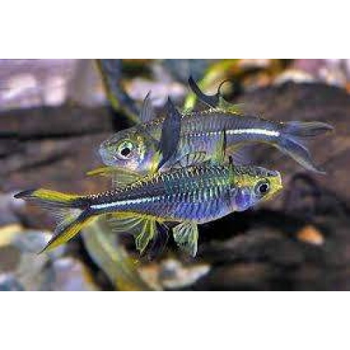 Gökkuşağı Celebes Rainbowfish 1 Ad 2-3  Cm