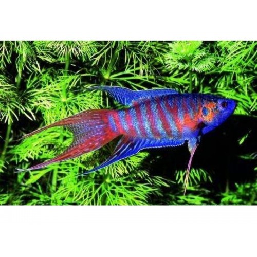 Gurami Cennet Balığı 1 Ad 4-6 Cm