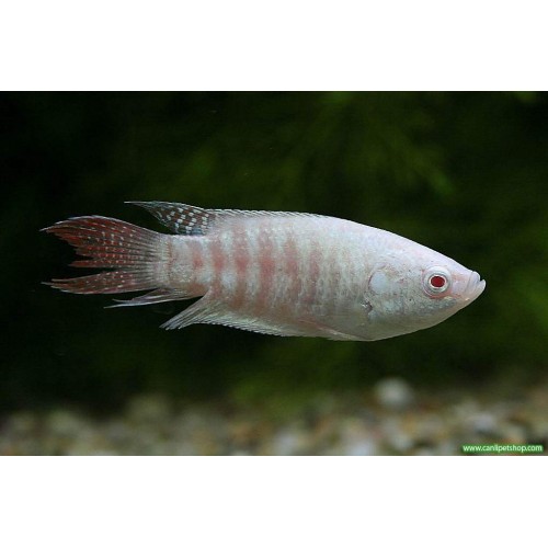 Gurami Cennet Balığı 1 Ad Albino 5-7 Cm