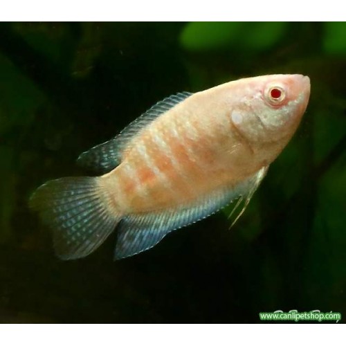Gurami Cennet Balığı 1 Ad Albino 5-7 Cm