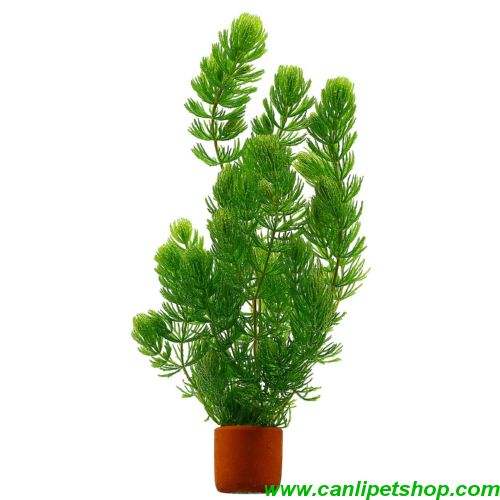 Ceratophyllum demersum (Çam) 1 Saksı
