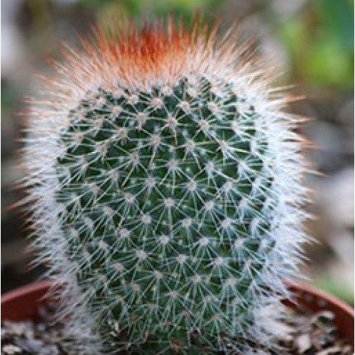 Mammillaria spinosissima (Mor Çiçekli Kaktüs Saksıda) 